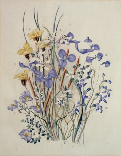 Fiori di primavera, XIX secolo da Caroline Louisa Meredith